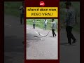 कोबरा से खेलता शख्श,VIDEO VIRAL! #viralvideo #shorts #shortvideo #ndtvindia
