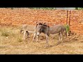 Donkey Breeding Video 