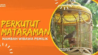 Download Lagu AURA PERKUTUT LOKAL DI SANGKAR MATARAMAN LAWAS MP3