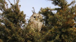 Barred Owl Recovery & Release