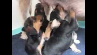 Blue Fairy Otterhound Puppies 2012 - Nursing Stand-Up Style.AVI