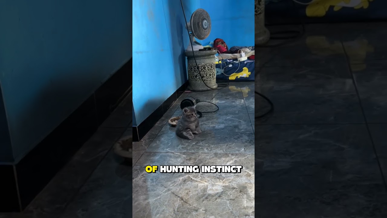 Как кошкам удается подружиться с птицами?