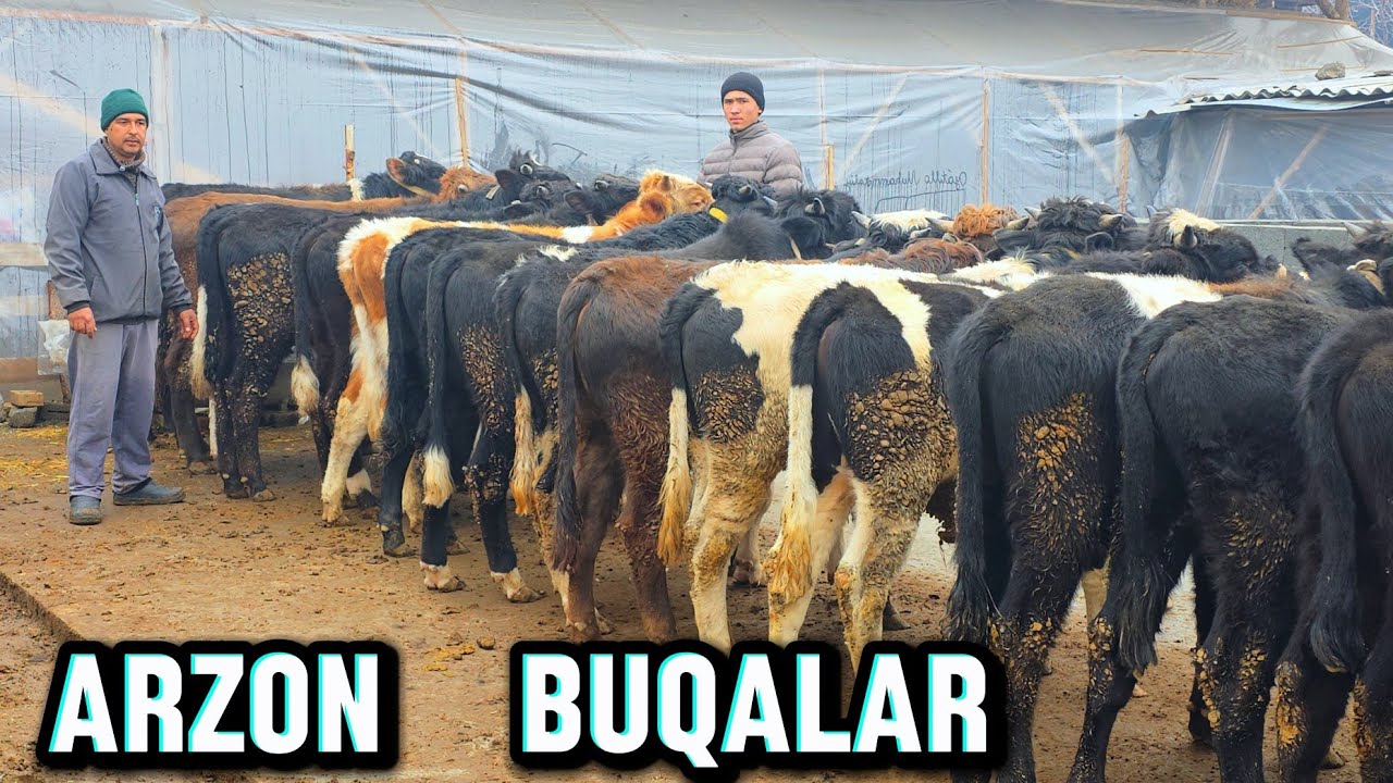 Arzon  Buqalar Avazbek Akadan Yangi Partiya Novvoslar 19-yanvar, 2026