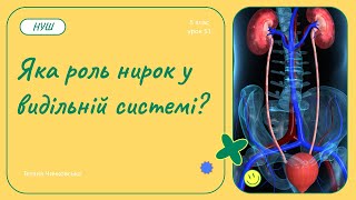 Яка роль нирок у видільній системі?