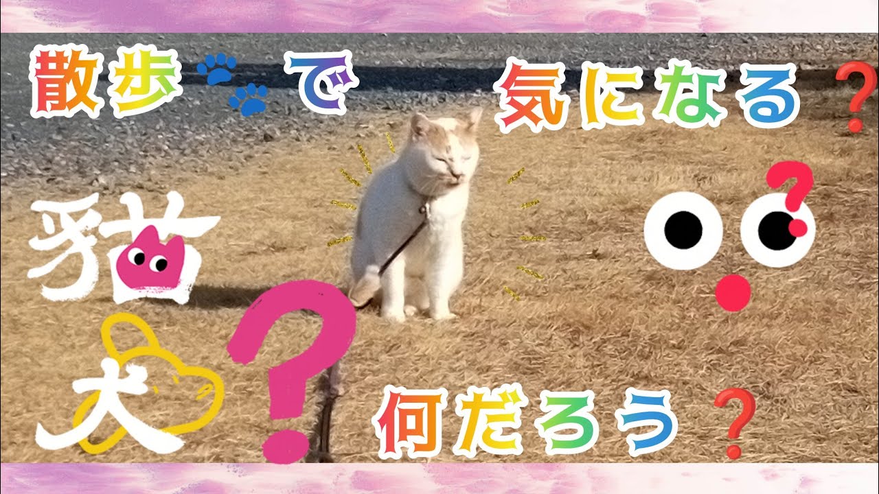 散歩🐾後方を気にしながら💦確認しながら💦辺りを見回す👀タイちゃん😸