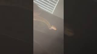 How I keep the humidity up #viral #rxx516 #ballpython