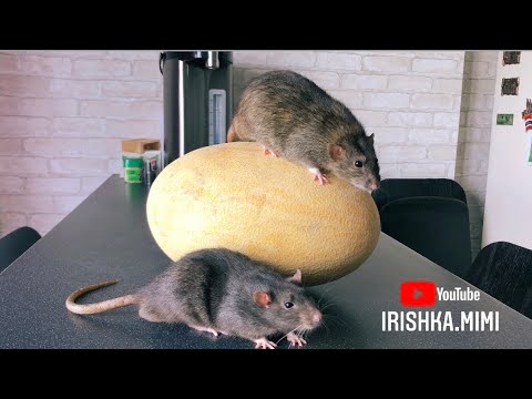 Можно крысам дыню? 🐀