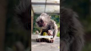 The world’s smallest monkey #wholesome #wildliferescue #animals #animalrescue #monkey #cute