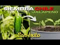 Como SEMBRAR CHILE JALAPEÑO en MACETA 🌶 (Ají) 🌱