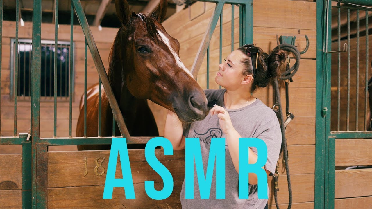 Horse Bathing ASMR! YouTube