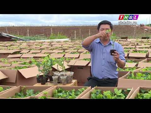 Video Thị trường giống chanh dây và những ảnh hưởng đến năng... - youtube