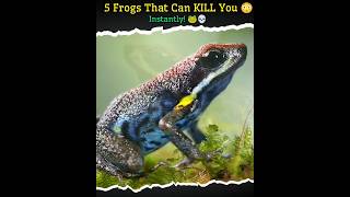 5 Frogs That Can KILL You Instantly! #PoisonousFrogs #DeadlyAnimals #WildlifeFacts  #FrogFacts