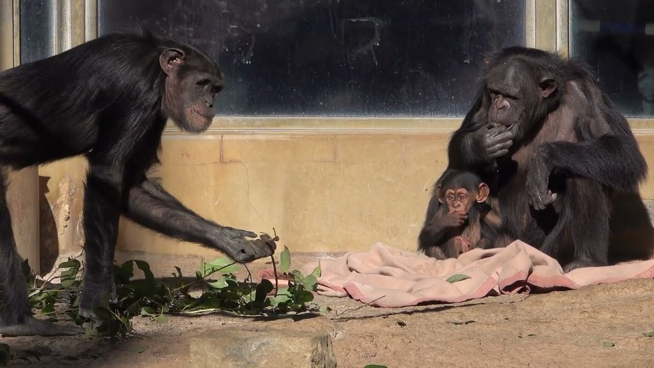 Tama zoo chimps 2023/01/03 #1