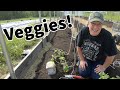 Finally filling our greenhouse with veggies