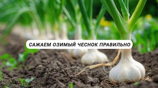 картинка: Посадка озимого чеснока / Иссык-Кульский Гигант