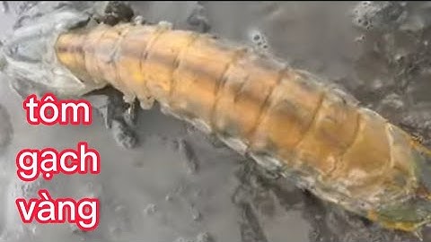 tiết tụt đi bắt tôm tít đạp hang cá ngát (lê nghiã cần giờ)