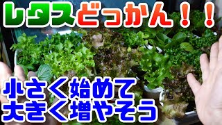 【水耕栽培大学】レタスミックスを株分けしたらどれだけ増える？やってみた/Grow a large amount of lettuce by hydroponics in your room