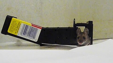 Kness Tip-Trap Live Mouse Trap Full Test and Review