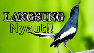 Terapi kacer stres macet bunyi dengan suara kacer ngriwik saat hujan sangat ampuh, durasi panjang!