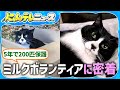 【保護犬・猫】24時間態勢で子猫の世話　密着！ミルクボランティア/保護犬を救うトリマー　足を失ったワンコの未来は…