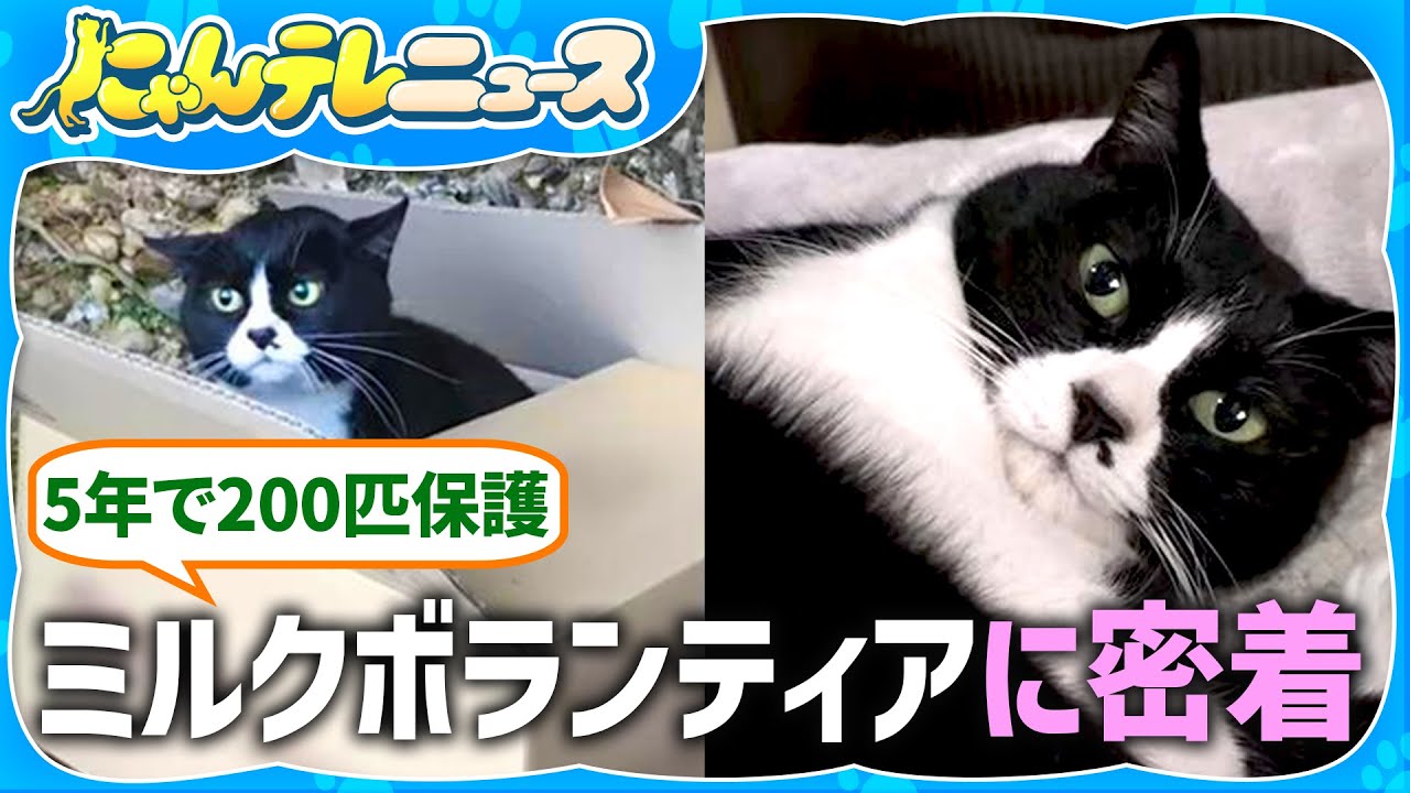 【保護犬・猫】24時間態勢で子猫の世話　密着！ミルクボランティア/保護犬を救うトリマー　足を失ったワンコの未来は…