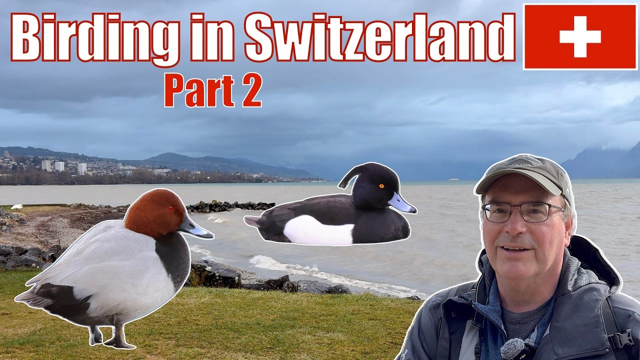 Наблюдение за птицами в Швейцарии, эпизод 2: Я впервые увидел нового вида!
