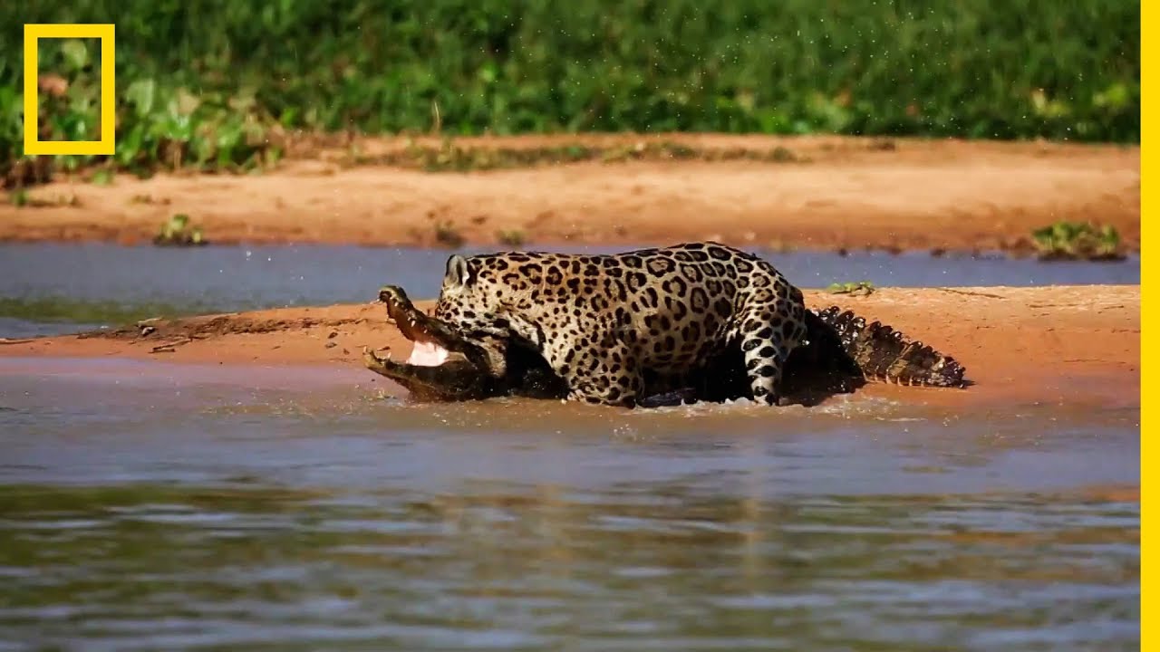 Jaguár kajmán ellen National Geographic YouTube