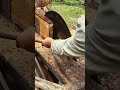 Proses pemotongan batang kayu dengan mesin gergaji modern #shorts