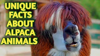 Unique fact about alpacas
