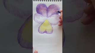How to draw a pansy, a colored pencil drawing #drawing #howtodraw #coloredpencildrawing #shorts