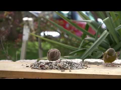 vögel-im-garten---video-für-katzen-zum-anschauen---katzen-tv---natur-pur---vögelgezwitscher-full-hd