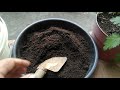 Paano Gumawa ng Organic Liquid Fertilizer (Compost Tea) - With English Caption