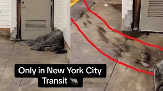 Shocking Video Shows Dozens Of Rats Running Out Of Homeless Man’s Blanket In NYC Subway