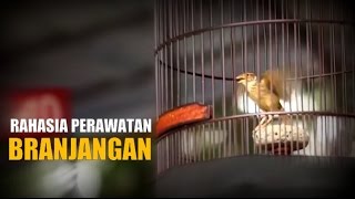 DUNIA HOBI : Rahasia Branjangan Agar Ngleper (Mirafra Javanica Hovering)