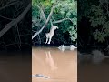 چیتا کا درخت سے مگر مچھ پر کامیاب حملہ #animals #hunting