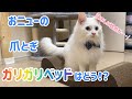 爪とぎ【ガリガリソファ】にマタタビを使ったら大変なことに！？