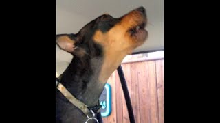 Cute min pin learning to howl