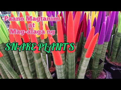 Paano mag tanim at mag alaga ng Sansevieria | Snake Plants ( Kumpetong Impormasyon )
