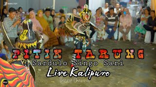 PITIK TARUNG Live KALIPURO || JARANAN SARDULO SINGO SARI