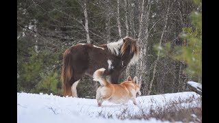 Corgis & Ponies search for  Forest Fairies by Corgi Bliss 548 views 4 years ago 1 minute, 8 seconds