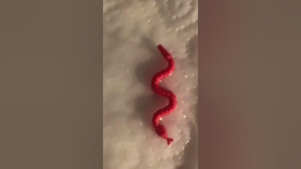 little python... #shorts - YouTube