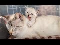 ママの背中で甘える子猫が可愛い