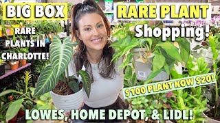 Big Box RARE Plant Shopping! Lowe's, Home Depot, & Lidl Rare Plant Haul -Big Box Plant Shop With Me