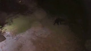 Black bear spotted roaming around in Palatka
