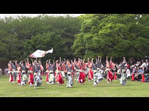 東京よさこい　なな丸隊（あっぱれ富士2015）芝生流し会場