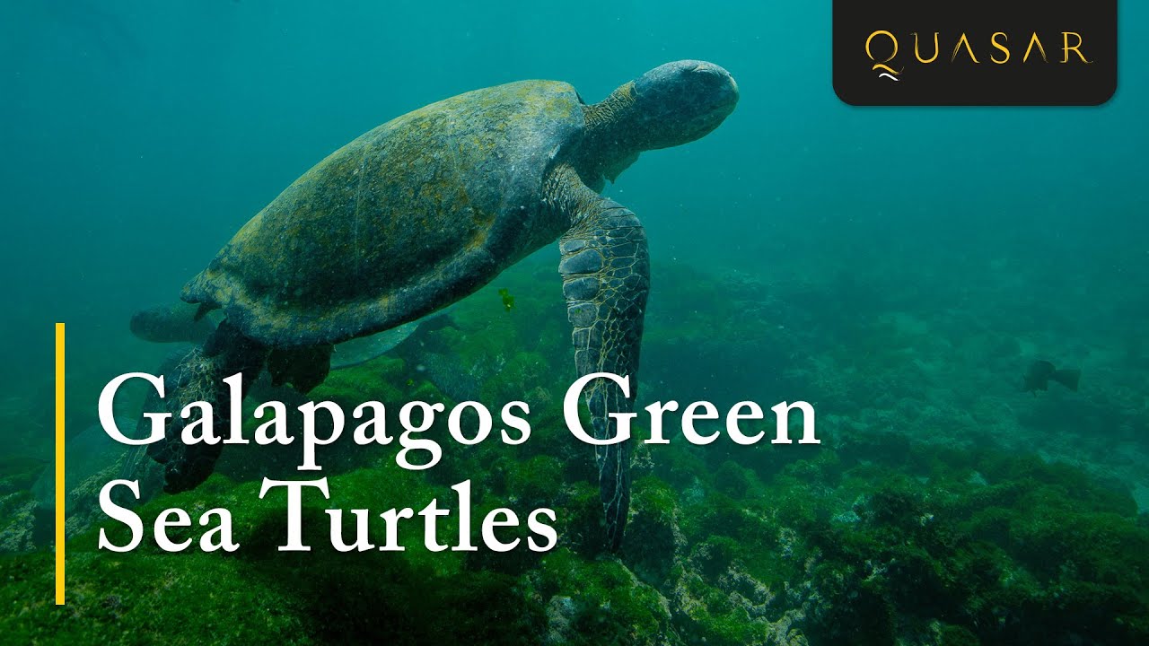 Galapagos Green Sea Turtles Galapagos Snorkeling With Sea Turtles