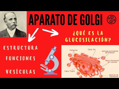 Vídeo: Diferencia Entre Cis Y Cara Trans Del Aparato De Golgi