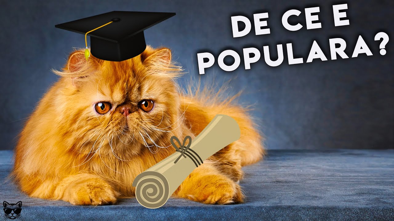 Pisici Persane: Uita-te La Asta Inainte Sa Iti Iei Una