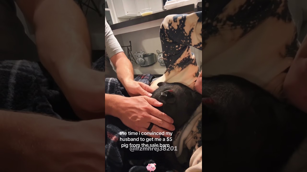 Наконец-то я понимаю, почему люди держат свиней в качестве домашних животных. 