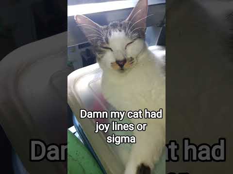 Sigma cat